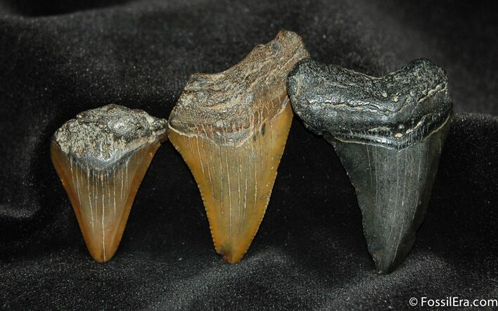 Small Megalodon Teeth #552